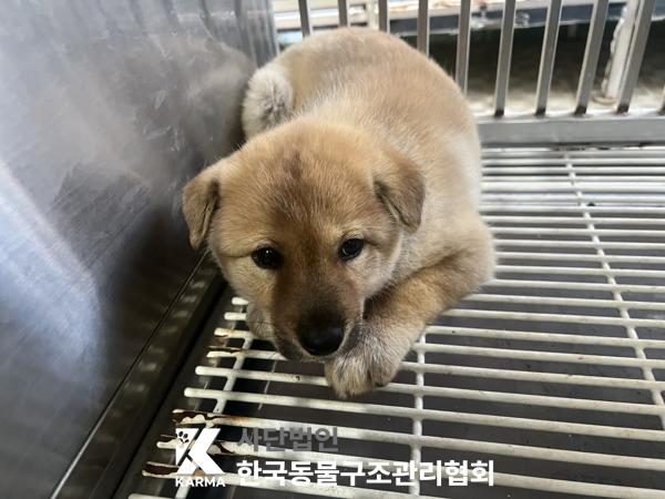 보호중 믹스견의 가…